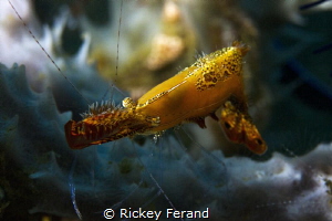 Donald Duck Shrimp shot taken while diving in Dumaguete, ... by Rickey Ferand 